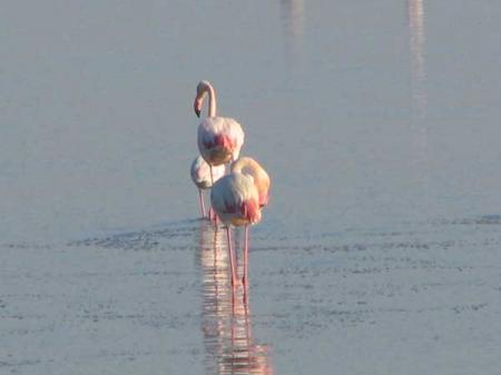 LES FLAMANTS ROSES